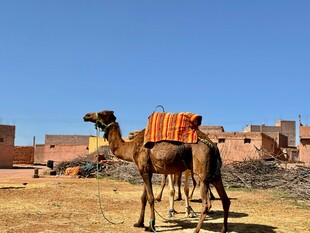 沙漠中的载货骆驼