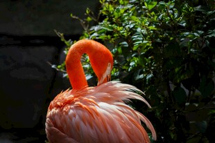 优雅火烈鸟整理美丽羽毛