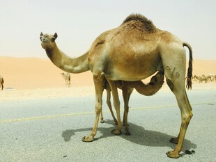 沙漠中的单峰骆驼