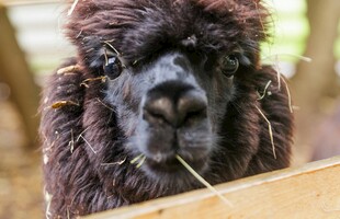 可爱羊驼嘴里叼着草