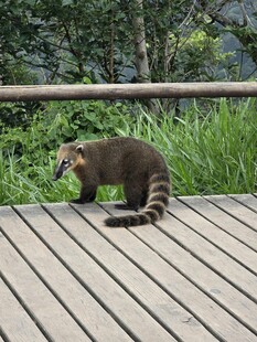 木栈道上的小浣熊