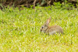 草地上的可爱小兔子