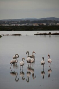 浅滩上优雅的火烈鸟群
