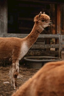 站立的棕色羊驼