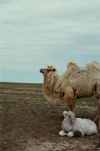 沙漠中骆驼与幼崽