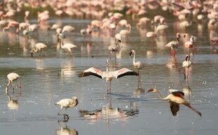 火烈鸟群在水域栖息飞翔