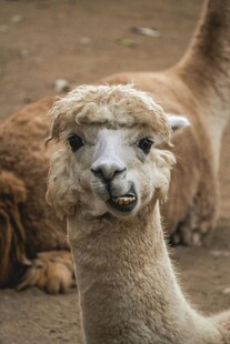 可爱羊驼近距离特写