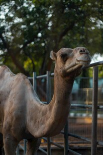 动物园里的单峰骆驼