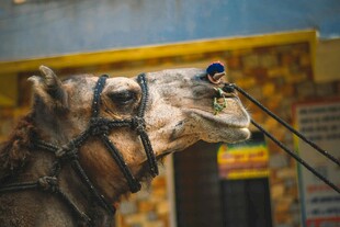 骆驼旁的多彩小鸟