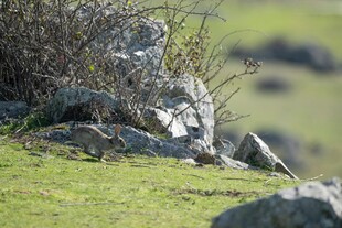 草地上的鸟儿与岩石