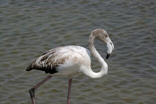 水边单腿站立的优雅火烈鸟