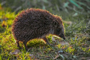 草地上的小刺猬