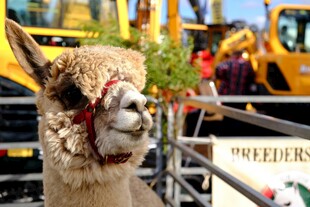 可爱羊驼现身热闹户外