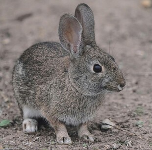 灰毛野兔站立在地面