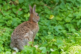 草丛中的可爱野兔