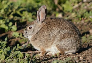 野外蹲坐的灰褐色兔子