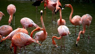 水中漫步的粉红色火烈鸟