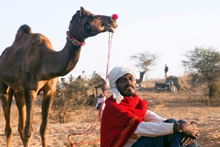沙漠中人与骆驼的温馨画面