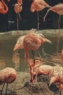 优雅火烈鸟于水边休憩