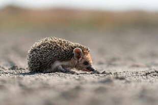 蜷缩在沙地的小刺猬