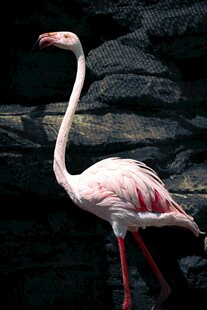 优雅火烈鸟特写