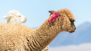 头戴粉饰的可爱羊驼