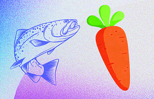 鱼与胡萝卜的奇妙组合