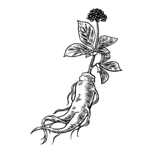 人参