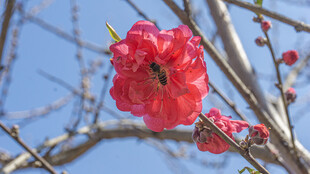 枝头绽放的娇艳红花朵