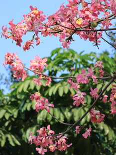 美人树花