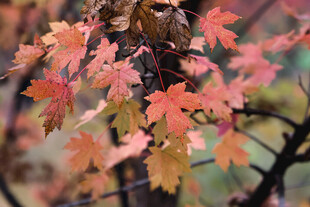 秋日枝头的斑斓枫叶