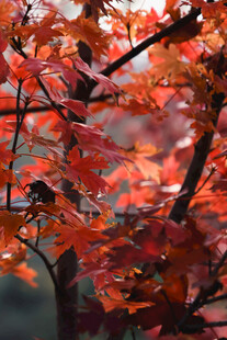 秋日枝头的绚烂红叶