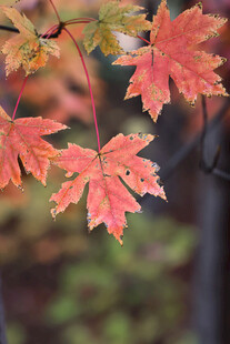 秋日枝头的艳丽红枫叶
