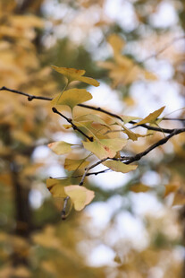 秋日银杏枝叶