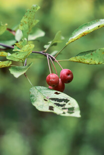 枝头红果伴绿叶