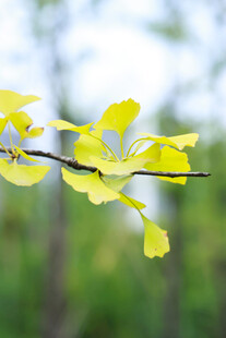 嫩绿枝叶展现盎然生机