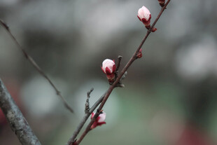 枝头粉嫩花苞初绽