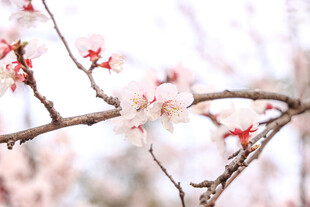 枝头绽放的粉嫩桃花