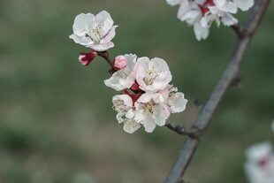 枝头绽放的粉嫩杏花