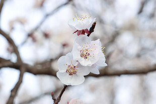 枝头绽放的洁白杏花