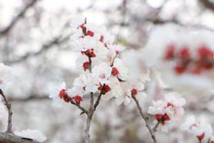 枝头覆雪红梅绽