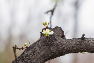 枝头绽放的娇嫩小花