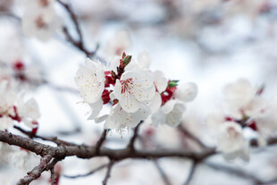 枝头绽放的白色杏花