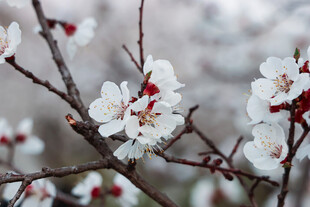 枝头绽放的洁白杏花