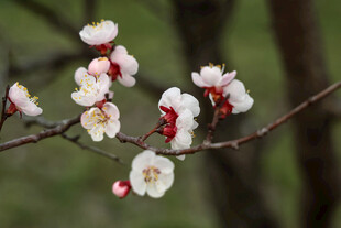 枝头绽放的娇艳白梅花