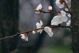 枝头绽放的娇艳杏花