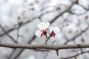 枝头绽放的娇艳杏花