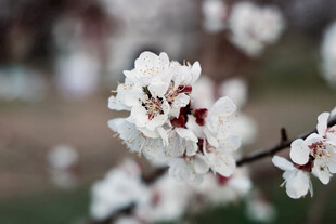 枝头绽放的洁白杏花