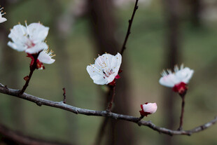 枝头绽放的洁白花朵