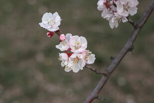 枝头绽放的美丽杏花